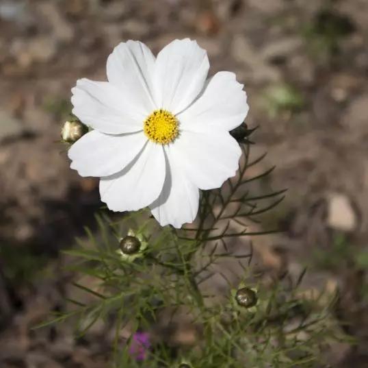 小花金露梅