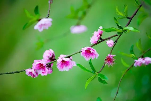 《三月桃花雨》，飄落在人間