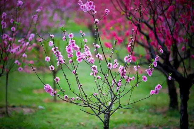 《三月桃花雨》，飄落在人間