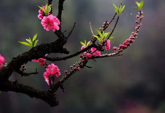 《三月桃花雨》，飄落在人間