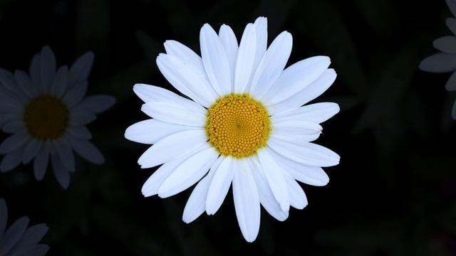 獻給天秤座的愛情箴言