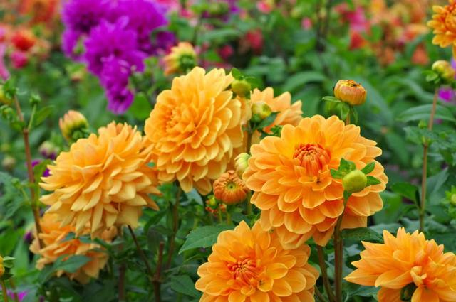 春暖花開來養花，大麗花這樣養，顏色鮮豔花量大