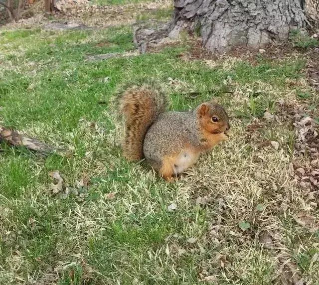 各種動物懷孕照，估計你沒見過！