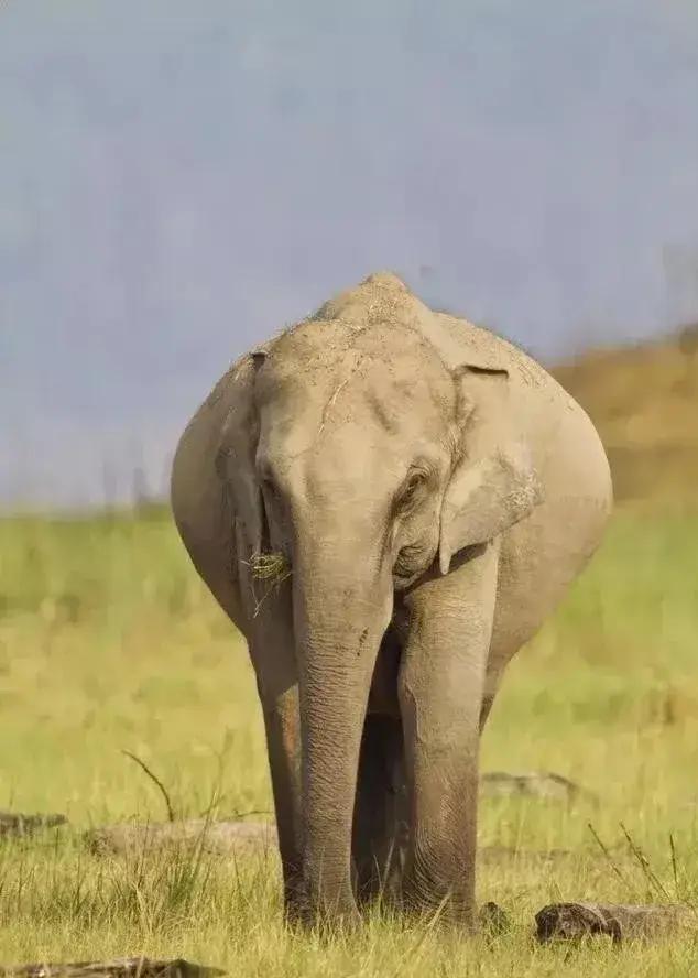 各種動物懷孕照，估計你沒見過！