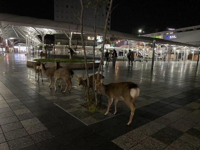 人類被禁足，動物開始放飛自我，山里的獅子野狼都跑城裡玩