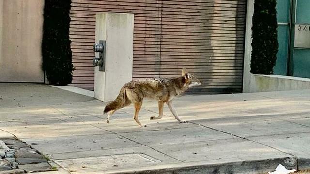 人類被禁足，動物開始放飛自我，山里的獅子野狼都跑城裡玩