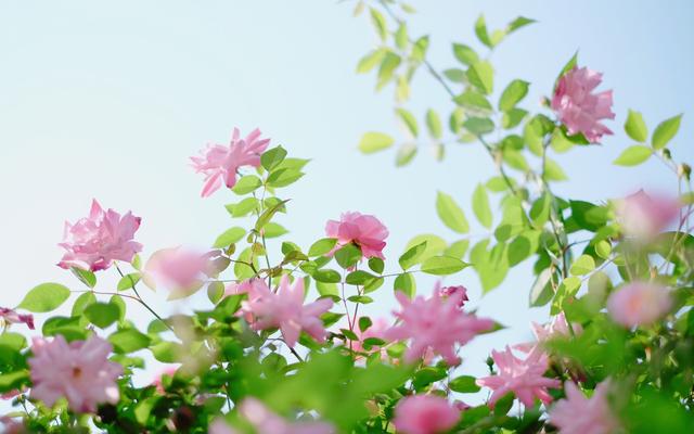 有本事受傷,就有本事堅強