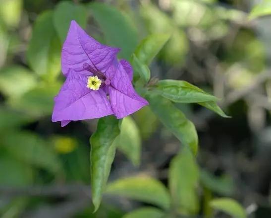 簕杜鵑光葉子花