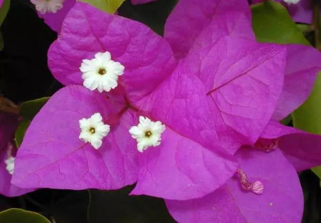 簕杜鵑光葉子花