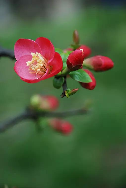 美景照片：花中貴妃真是羙