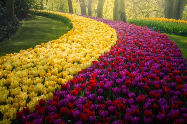 世界的大花園-荷蘭空無一人的鬱金香花園
