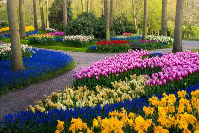 世界的大花園-荷蘭空無一人的鬱金香花園