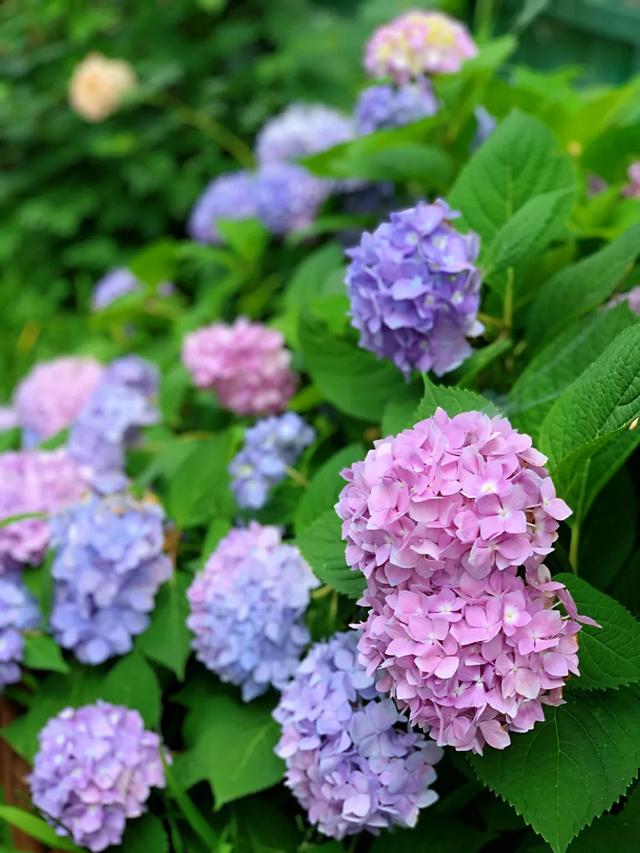 羨慕| 有個這樣的小院子，過我們的小日子。