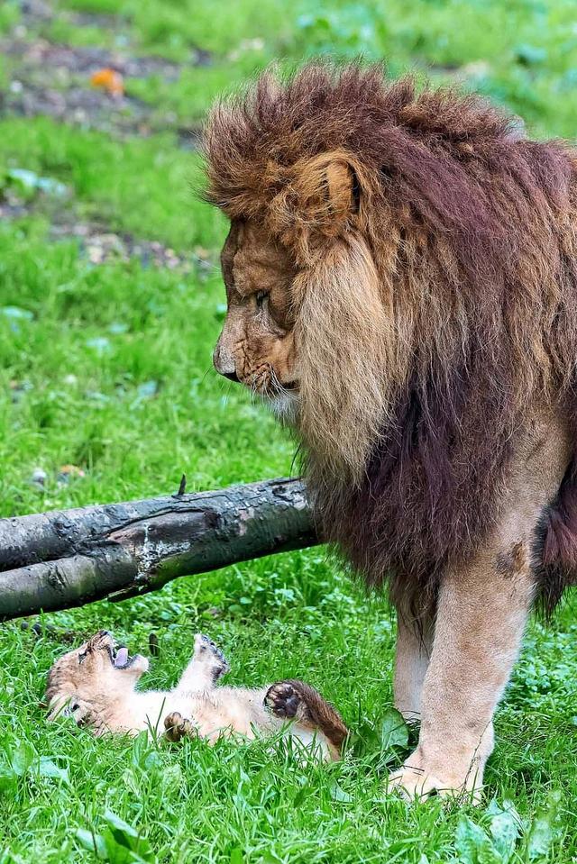 母獅受傷，獅王不得不親自照顧5隻小獅子，威嚴蕩然無存