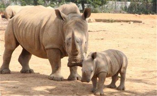 母子情深，犀牛媽媽受傷後，小犀牛憑藉幼小身軀保護母親