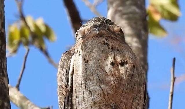 世界上最“辛酸”的鳥，一出生就偽裝成“樹”，一裝就是一輩子