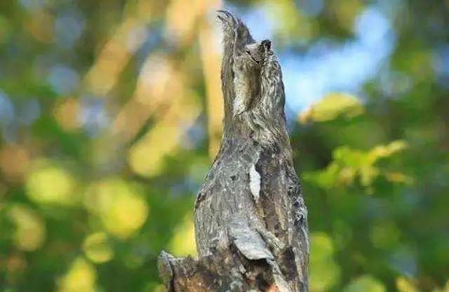 世界上最“辛酸”的鳥，一出生就偽裝成“樹”，一裝就是一輩子