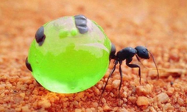 神奇的螞蟻，身長“琥珀”，墨西哥蜜罐蟻~