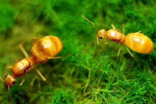 神奇的螞蟻，身長“琥珀”，墨西哥蜜罐蟻~