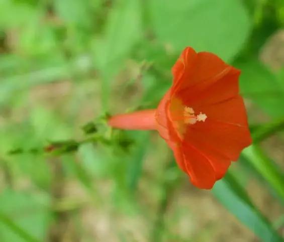 橙紅蔦蘿花