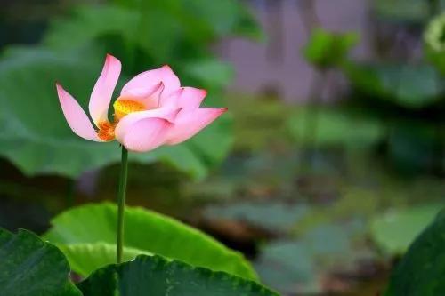 今日芒種，真心祝福送給你