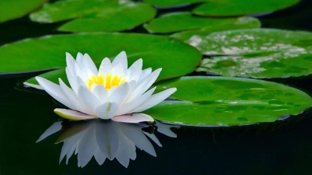 今日芒種，真心祝福送給你