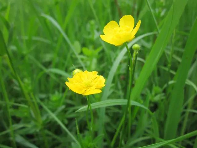 6月中旬開始財運一路旺，處處遇貴人，有望富甲一方的4大生肖