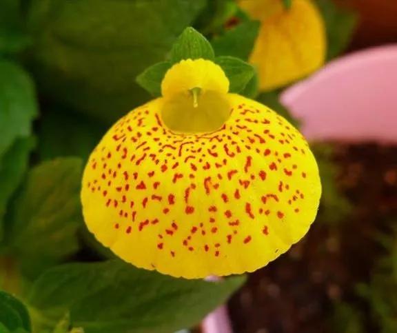 元寶花，祝你發財如意