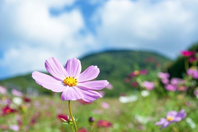 當雙子座遇上真愛，心動的模樣其實很明顯