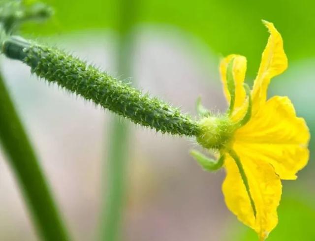 常見的黃瓜花