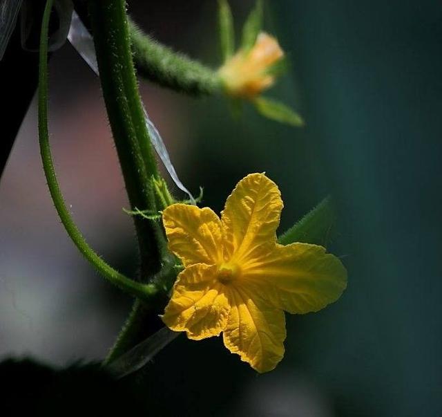 常見的黃瓜花