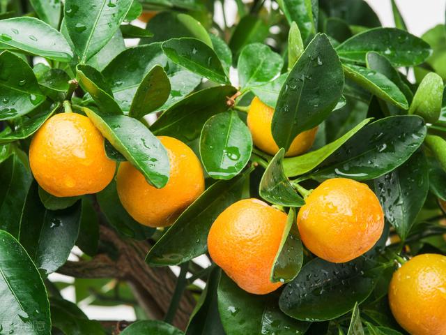 柑桔為南方著名水果，營養豐富，果實甜美，其栽培管理來了解了解