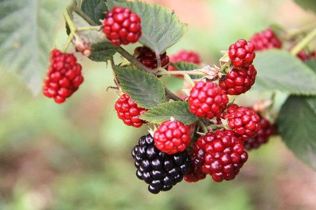 農村野果樹莓，許多80、90後小時候都吃過，種它來賺錢還不錯！