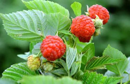 農村野果樹莓，許多80、90後小時候都吃過，種它來賺錢還不錯！