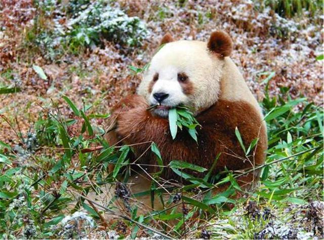 我國秦嶺地區出現新“神獸”，全世界僅一隻，令全球各國眼紅不已