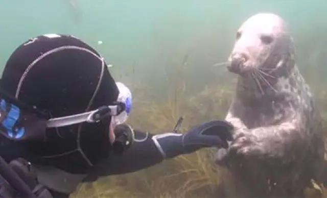 海豹一直拉著潛水員的手，潛水員很困惑，直到它往後一躺才秒懂