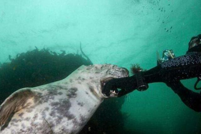 海豹一直拉著潛水員的手，潛水員很困惑，直到它往後一躺才秒懂