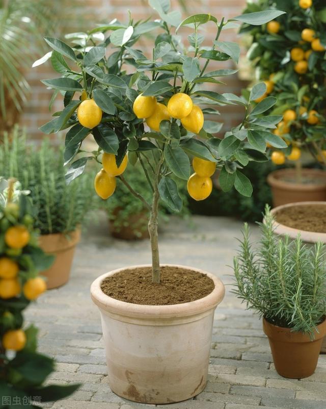 盆栽檸檬，下面這幾點方法，開花多果子繁茂，檸檬又大又香