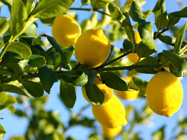 盆栽檸檬，下面這幾點方法，開花多果子繁茂，檸檬又大又香