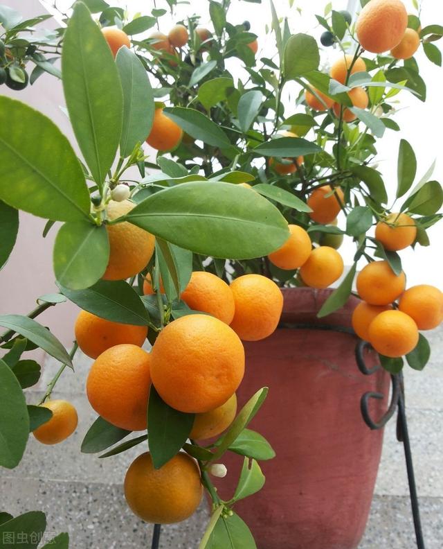 枸橘的繁殖方法及栽培，你有了解過嗎？ 這樣做能讓它長得更好
