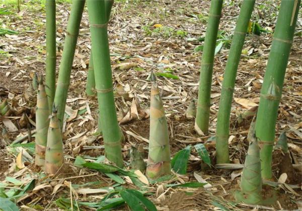 撐麻竹的栽培技術，以下的小技巧，看完長知識了？