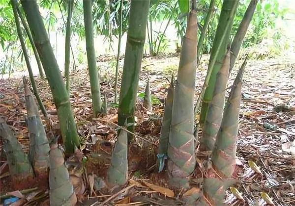 撐麻竹的栽培技術,以下的小技巧,看完長知識了?