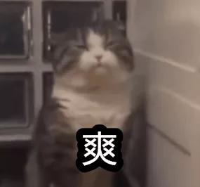 偷看了100隻貓咪上廁所後,我被這些迷惑姿勢騷斷了腿