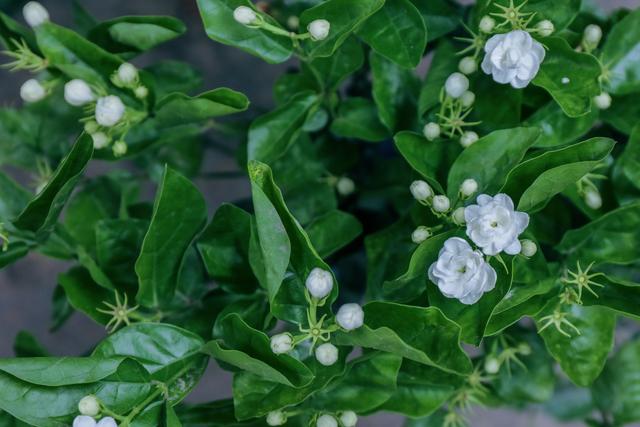 5種“三好”植物，好養、好看、好吃，夏天養一盆，多道下飯菜