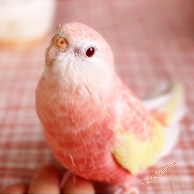 櫻花色鸚鵡，這顏值是真實存在的嗎？ 掉的羽毛都是彩虹色
