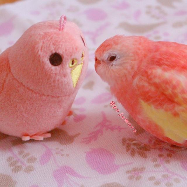 櫻花色鸚鵡，這顏值是真實存在的嗎？ 掉的羽毛都是彩虹色