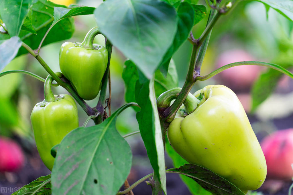 辣椒高產栽培技術，掌握科學管理措施知識，幫助農民提高產量