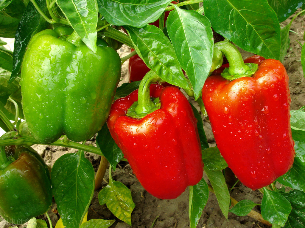 辣椒高產栽培技術，掌握科學管理措施知識，幫助農民提高產量