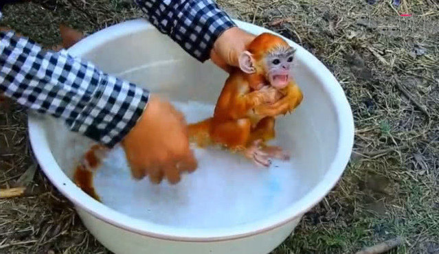 小金絲猴第一次洗澡，剎那間表現出來的表情，笑得主人肚皮子疼