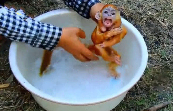 小金絲猴第一次洗澡，剎那間表現出來的表情，笑得主人肚皮子疼